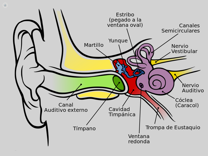 estructura oido